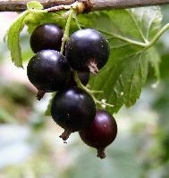 Черная Черная
