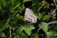 Euphydryas