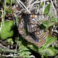 Euphydryas