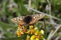 title=Boloria