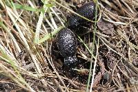 Carabus