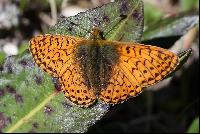 Boloria