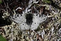 title=Parnassius