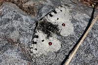 title=Parnassius