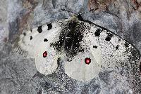 title=Parnassius